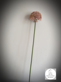 Allium pink