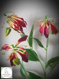 Gloriosa lily spray red
