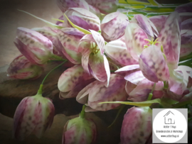 Fritillaria - kievitsbloem zijde pink