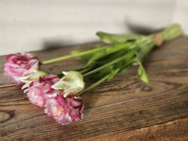 Parrot tulpen paars/wit
