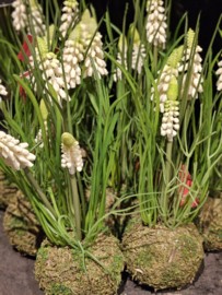 Witte druifjes in mosbol