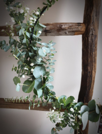Eucalyptus gipskruid ring