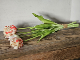 Parrot tulpen wit/rood