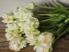 Parrot tulpen wit/groen