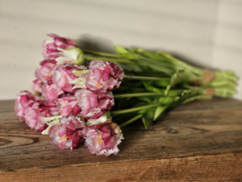Parrot tulpen paars/wit