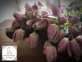 Fritillaria - kievitsbloem zijde pink