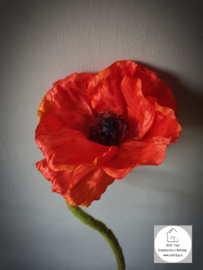 Papaver Nudicaule zijde oranje