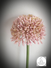 Allium pink
