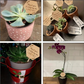Plantenprikker juf meester - Thank you for helping me grow - hexagon - leerkracht -  school - leuk geven - cadeau juffendag