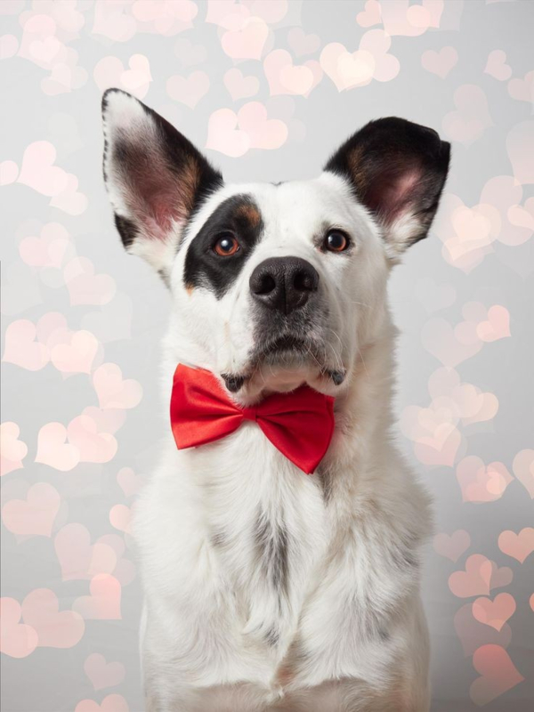 Hond&Zoë Valentijn