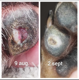 (Dog) Animal Skin Wellness Oil