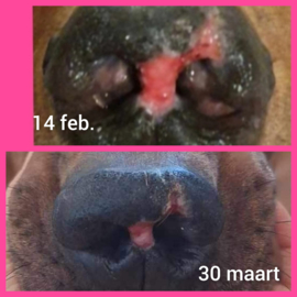 (Dog) Animal Skin Wellness Oil