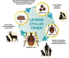 All In One Skin Wellness (teken, vlooien, huismijt, pollen)