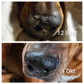 Dog Nose Skin Wellness