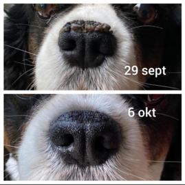 Dog Nose Skin Wellness
