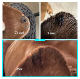 (Dog) Animal Skin Wellness Oil