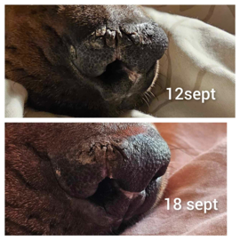 Dog Nose Skin Wellness