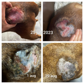 (Dog) Animal Skin Wellness Oil