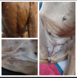 (Dog) Animal Skin Wellness Oil