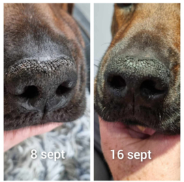 Dog Nose Skin Wellness
