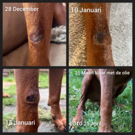(Dog) Animal Skin Wellness Oil