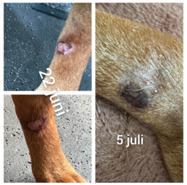 (Dog) Animal Skin Wellness Oil