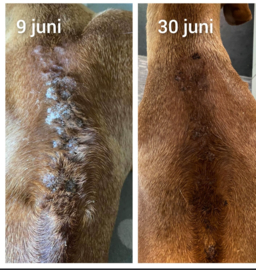 (Dog) Animal Skin Wellness Oil