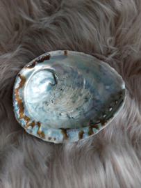 Abalone schelp