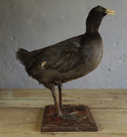 Taxidermy Coot