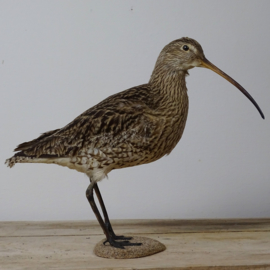 Opgezette wulp