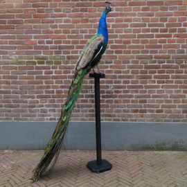 Taxidermy Peacock