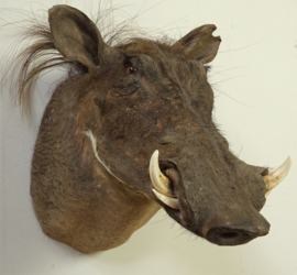 Taxidermy Warthog