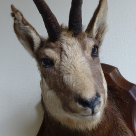 Taxidermy chamois head