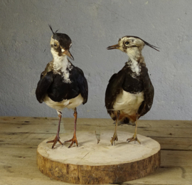 set of taxidermy lapwings