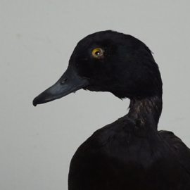 Taxidermy diving duck