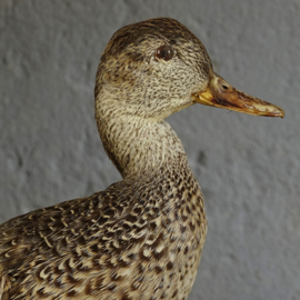 Taxidermy wild duck