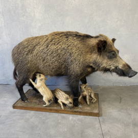 Taxidermy Wild boar with piglets