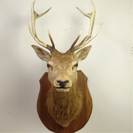 Taxidermy Red deer