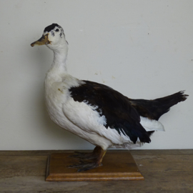 Taxidermy Duck