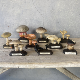 Serie of 9 French pharmacy mushrooms