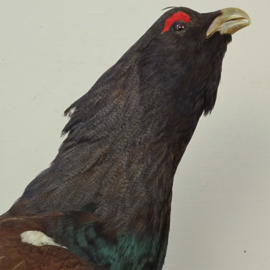 Taxidermy Capercaillie