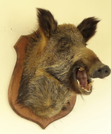 Wild boar head
