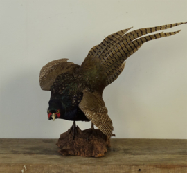 Taxidermy Pheasant