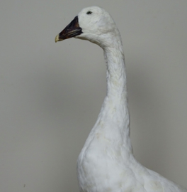 Taxidermy White Goose