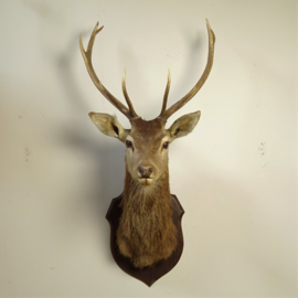 Taxidermy Red deer