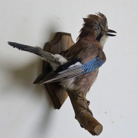 Taxidermy Jay