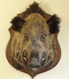 Large wild boar head