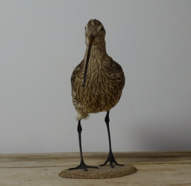 Opgezette wulp