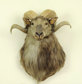 Stuffed head of Ram