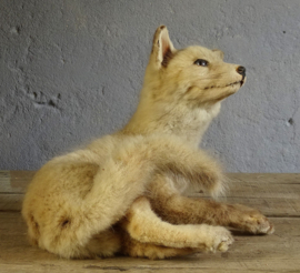 Taxidermy baby fox